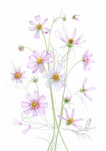 Ätherische Rosa Kosmos