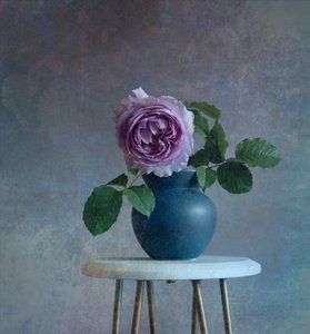Serene Purpurrose