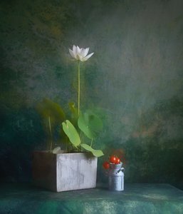 Serenes weißes Lotus-Stillleben