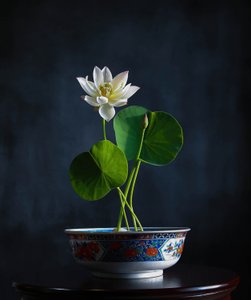 Weiße Lotus-Serenität