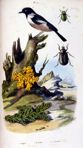 Botanische und zoologische Illustration von F. E. Guerin. Aus Dictionnaire pittoresque d