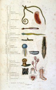 Botanische und zoologische Illustration von F. E. Guerin. Aus Dictionnaire pittoresque d