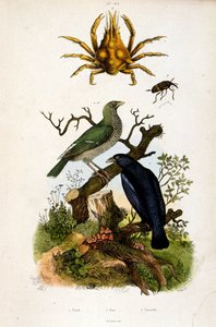 Botanische Illustration von F. E. Guerin. Aus Dictionnaire pittoresque d