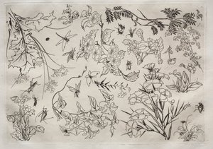 Tafelservice (Rousseau-Service): Blumen (Nr. 22) von Felix Bracquemond