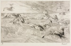 Die Möwen, ca. 1880 von Felix Bracquemond
