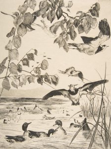 Vanneaux et Sarcelles, 1862