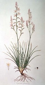 Asphodelus Fistulosus, aus 