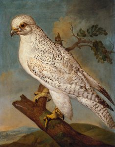 Ein Falke auf einem Ast, 1736 von Ferdinand Phillip de Hamilton