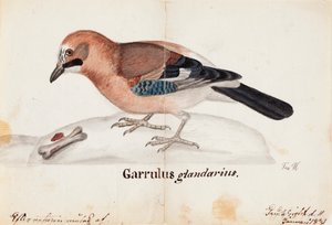 Eichelhäher von Ferdinand von Wright