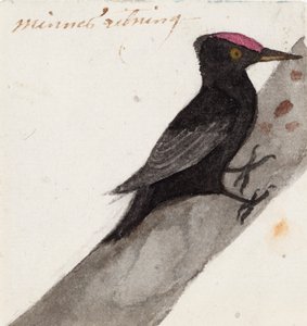 Der große Schwarzspecht von Ferdinand von Wright