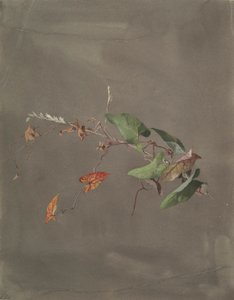 Winde von Fidelia Bridges