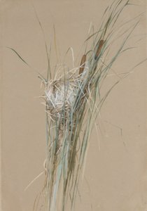 Vogelnest in Rohrkolben, ca. 1875