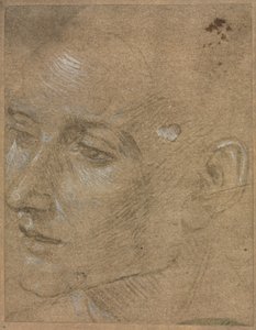 Kopf eines jungen Mannes, zweite Hälfte des 15. Jahrhunderts von Filippino Lippi