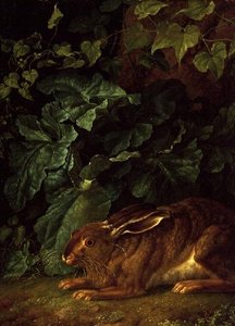 Ein Hase im Unterholz