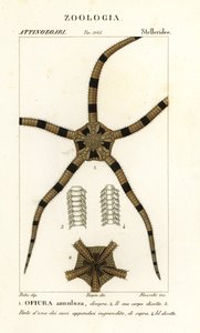 Schlangenstern, Ophiomastix annulosa, Ophiura annulosa