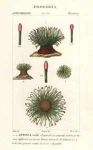 Mittelmeer-Schlangenhaar-Seeanemone, Anemonia sulcata