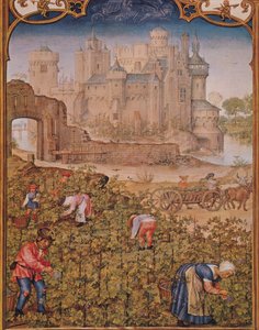 Fol.9v Der Monat September: Die Weinlese, aus Breviarium Grimani, ca. 1515
