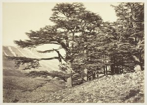 Zedern des Libanon, um 1870