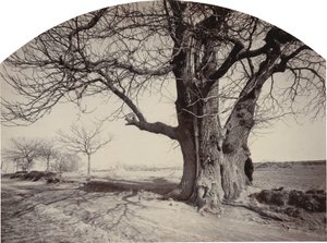 Große Kastanie am Straßenrand, ca. 1875-1880 von Félix Thiollier