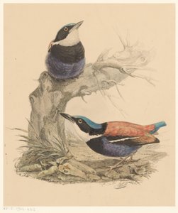 Zwei Vögel