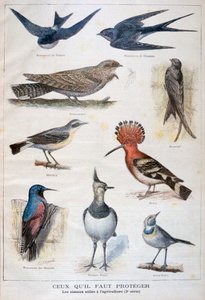 Vögel, die geschützt und in der Landwirtschaft nützlich sind von Fortuné Méaulle