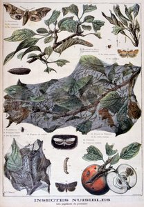 Schädliche Insekten: Motten, die Apfelbäume schädigen, 1897