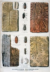 Xylophage Insekten, die Wälder zerstören, 1897 von Fortuné Méaulle