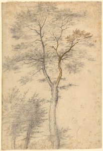 Drei Studien von Bäumen von Fra Bartolommeo (Baccio della Porta)