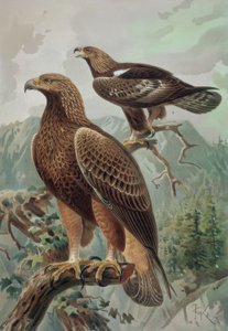 Goldener Adler - Männchen und Weibchen von Francia