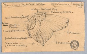 Studie eines Spatzenflügels von Francis Augustus Lathrop