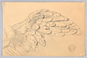 Studie eines Flügels von Francis Augustus Lathrop