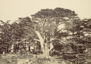 Der größte der Zedern, Berg Libanon, 1857