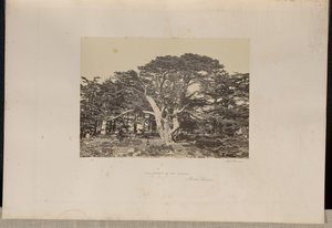 Der größte der Zedern, Berg Libanon von Francis Frith