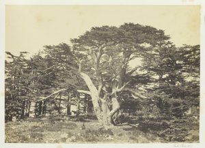 Der größte der Zedern, Berg Libanon