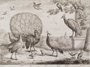 Gruppe von Vögeln mit Pfau