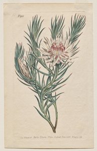 The Botanical Magazine or Flower Garden Displayed: Tafel 933, Protea mucronifolia. Dolchblättrige Protea. [Protea odorata] von Francis Sansom