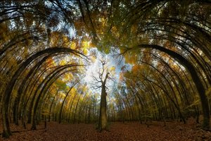 Herbstwald Tunnel