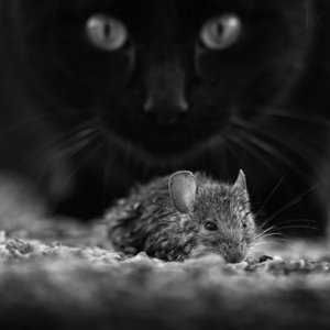 Schwarze Katze und wilde Maus