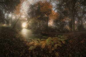 Goldener Waldweg von Francois Casanova