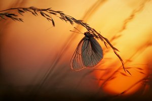 Goldene Stunde Schmetterling