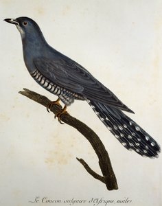 Afrikanischer Kuckuck (Cuculus gularis), Gravur aus Histoire Naturelle des Oiseaux d
