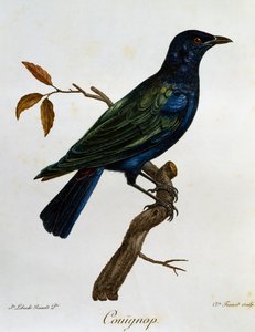 Schwarzbauch-Glanzstar, Gravur aus Histoire Naturelle des Oiseaux d