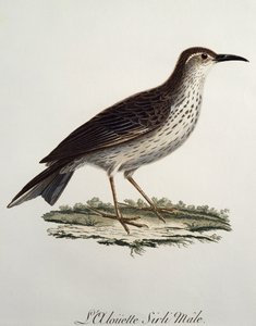 Männlicher Kaplangschwanz (Certhilauda curvirostris), Gravur aus Histoire Naturelle des Oiseaux d
