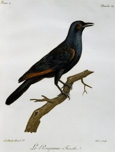 Weiblicher Rotflügelstar (Onychognathus morio), Gravur aus Histoire Naturelle des Oiseaux d