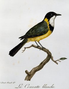 Goldflöter (Pachycephala pectoralis), Gravur aus Histoire Naturelle des Oiseaux d