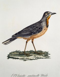 Männlicher Kaplangschwanz (Macronyx capensis), Gravur aus Histoire Naturelle des Oiseaux d