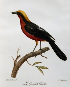 Männlicher Gemeiner Gonolek (Laniarius barbarus), Gravur aus Histoire Naturelle des Oiseaux d