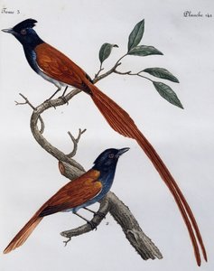 Männchen und Weibchen des Grauschnäppers (Muscicapa striata), Gravur aus Histoire Naturelle des Oiseaux d