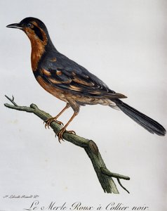 Rotkehlchen mit schwarzem Kragen, Gravur aus Histoire Naturelle des Oiseaux d