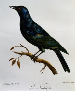 Blassflügelstar (Onychognathus nabouroup), Gravur aus Histoire Naturelle des Oiseaux d